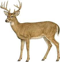 White-tailed Deer