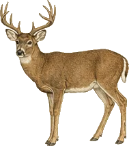 Texas White-tailed Deer