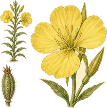 Common Evening Primrose