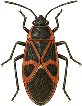 Large Milkweed Bug