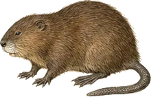 Muskrat