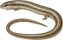 Slender Glass Lizard