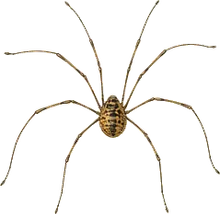Eastern Harvestman