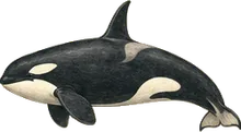 Killer Whale