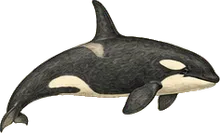 Transient Killer Whale