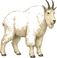 Mountain Goat