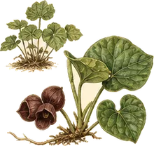 Northern Wild Ginger