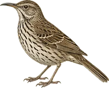 Sage Thrasher