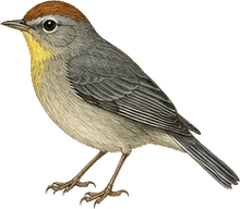 Nashville Warbler