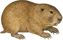 Giant Pocket Gopher