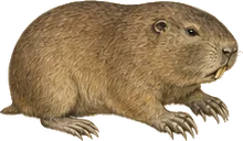 Big Pocket Gopher