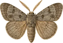 Gray Quaker Moth