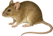 Coues's Rice Rat