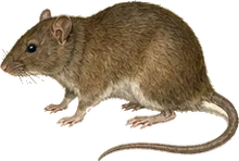Marsh Rice Rat