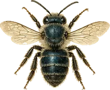 Blue Orchard Bee