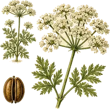 Hairy Sweet Cicely