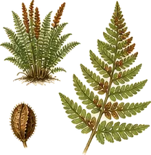 Cinnamon Fern