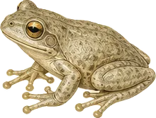 Cuban Tree Frog