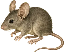 Big-eared Climbing Rat
