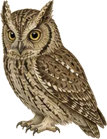 Flammulated Owl