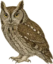 Western Screech-Owl