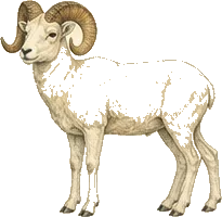 Dall Sheep