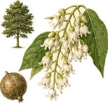 Sourwood