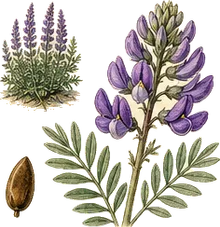 Purple Locoweed