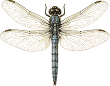 Blue Dasher