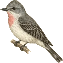 Rose-throated Becard