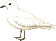 Ivory Gull