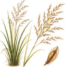 Switchgrass