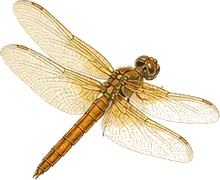 Wandering Glider