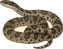 Eastern Rat Snake