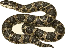 Eastern Rat Snake