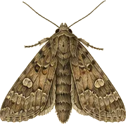 Stalk Borer Moth
