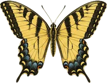 Canadian Tiger Swallowtail