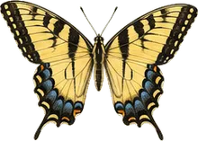 Eastern Tiger Swallowtail