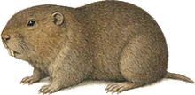 Buller's Pocket Gopher