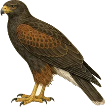 Harris's Hawk