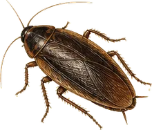 Pennsylvania Wood Cockroach
