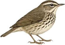 Louisiana Waterthrush