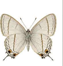 White M Hairstreak