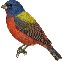 Painted Bunting