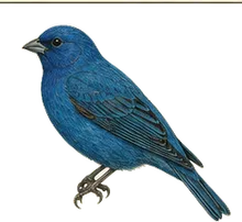 Indigo Bunting