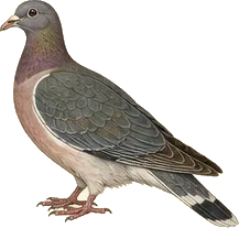 Band-tailed Pigeon