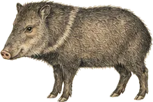 Collared Peccary