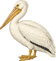 American White Pelican