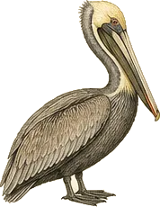 Brown Pelican
