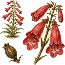 Scarlet Bugler